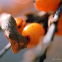 Сибирские мандарины :: Дарья Молчанова