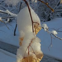 Листья под снегом :: Асылбек Айманов