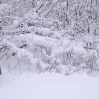 .... :: Михаил Жуковский