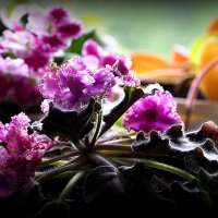 цветы на подоконнике :: Олег Лукьянов