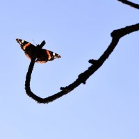 Февральская бабочка . Неожиданно... :: Ольга Голубева