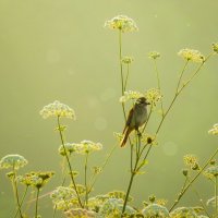 Утренние пения. :: Олег 