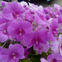 Орхидеи. :: Зоя Чария