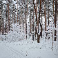 В зимнем лесу. :: Laborant Григоров