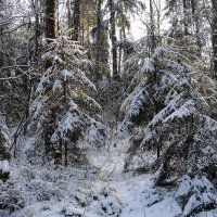 В зимнем лесу :: Маргарита Батырева