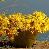 Жёлтые цветы. :: nadyasilyuk Вознюк
