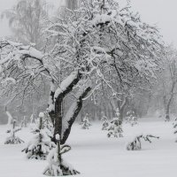 Деревья в снегу! :: жанна нечаева
