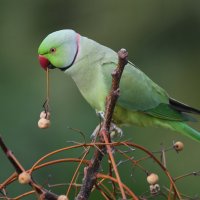 Индийский кольчатый попугай :: albert 