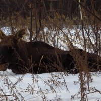 Хозяин Лосиного острова отдыхает :: Андрей Лукьянов