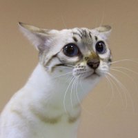 Испуганный котенок :: владимир тимошенко 