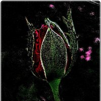 Рождение розы :: Нина Корешкова