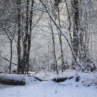 В зимнем лесу :: Маргарита Батырева