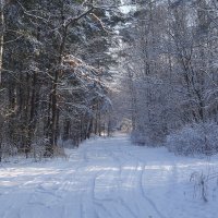 В зимнем лесу :: Маргарита Батырева