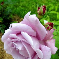 Сиреневая роза :: Сергей Карачин