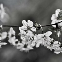 Черно-белая весна :: Ольга Винницкая (Olenka)