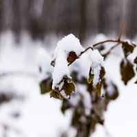 Зима :: Александр 