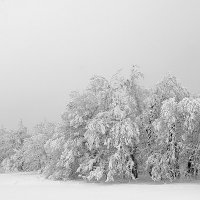 Зимний лес :: Igor Konstantinov 