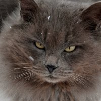 Рыбацкий кот. :: Валентина  Нефёдова 