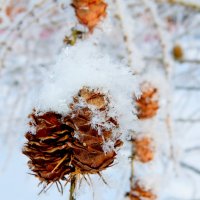 краса зимней флоры 4 :: Александр Прокудин