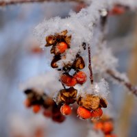 краса зимней флоры 5 :: Александр Прокудин