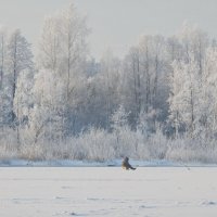 зимний пейзаж :: ИННА ПОРОХОВА