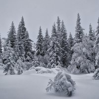 *** :: Володька Завитушкин