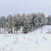 Зима на краю леса.. :: Юрий Стародубцев