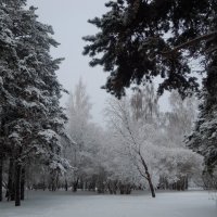 Зимняя картина :: Анна Суханова