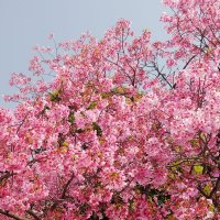 Токио, цветущая сакура Парка Уэно :: wea *