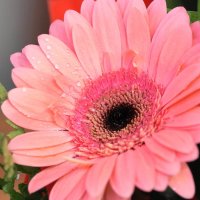 flower with pink  petals :: miss victorowna викторовна