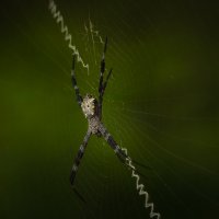 Giant Spider :: алексей афанасьев