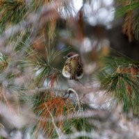 Сквозь гущу ветвей. :: Анатолий. Chesnavik.