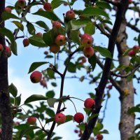Райские яблочки на Королевской площади Копенгагена :: Татьяна Ларионова