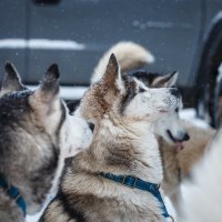 **** :: Алексей Соловьев