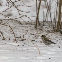 Чечётка обыкновенная. :: Анатолий. Chesnavik.