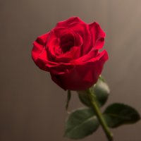 Красная роза... :: Андрей Дурапов