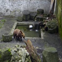 Живность :: Роман Савоцкий