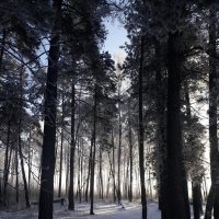 Сказочный лес :: Яна Михайловна