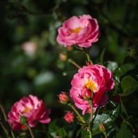 «  Источают розы, в дивном цвете, Аромат божественный в саду,…» :: Андрей Нибылица