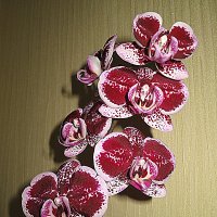 Божественный  цвет орхидеи! :: Валентина Жукова