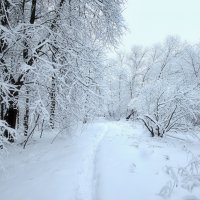 Красота зимнего леса :: Наталья Лакомова