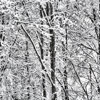 Снегопад в Ромашково 13-02-2019 :: Юрий Яньков