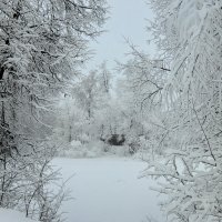 Февральский снег :: Светлана 