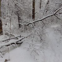 Февраль - месяц снежный (не на Таити, конечно) :: Андрей Лукьянов