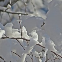 Снег и  солнце ! День прекрасен! :: Виталий Селиванов 