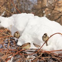 Устали от зимы. :: Лариса Исаева