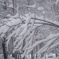 Снежные узоры рисует февраль :: Елена Семигина