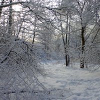После снегопада! :: Татьяна Лобанова