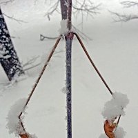 Листья под снегом :: Асылбек Айманов