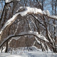 Нас чудища лесные снежные на каждой ветке поджидают..:-) :: Андрей Заломленков